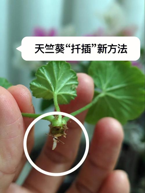  在床上扦插植物有哪些方法和技巧？轻松培养你的绿色天地