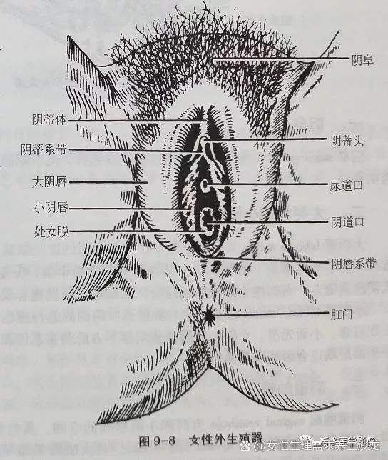 探索“大荫蒂BBBBBB大荫蒂”的无穷魅力