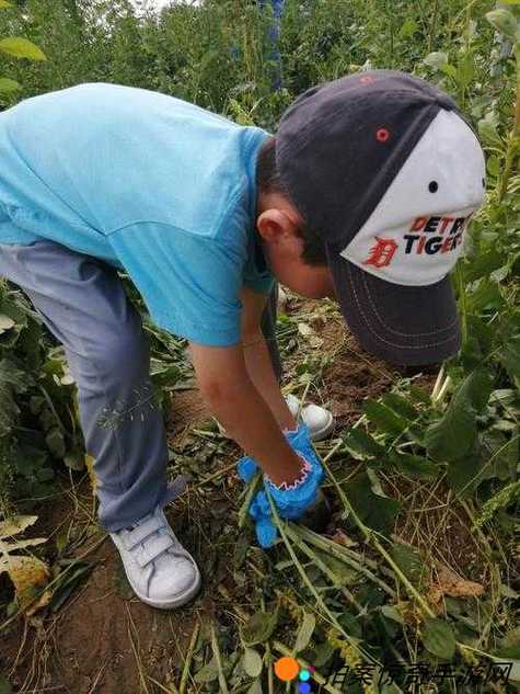  挤牛奶拔萝卜怎么拔：农业趣事与技巧分享