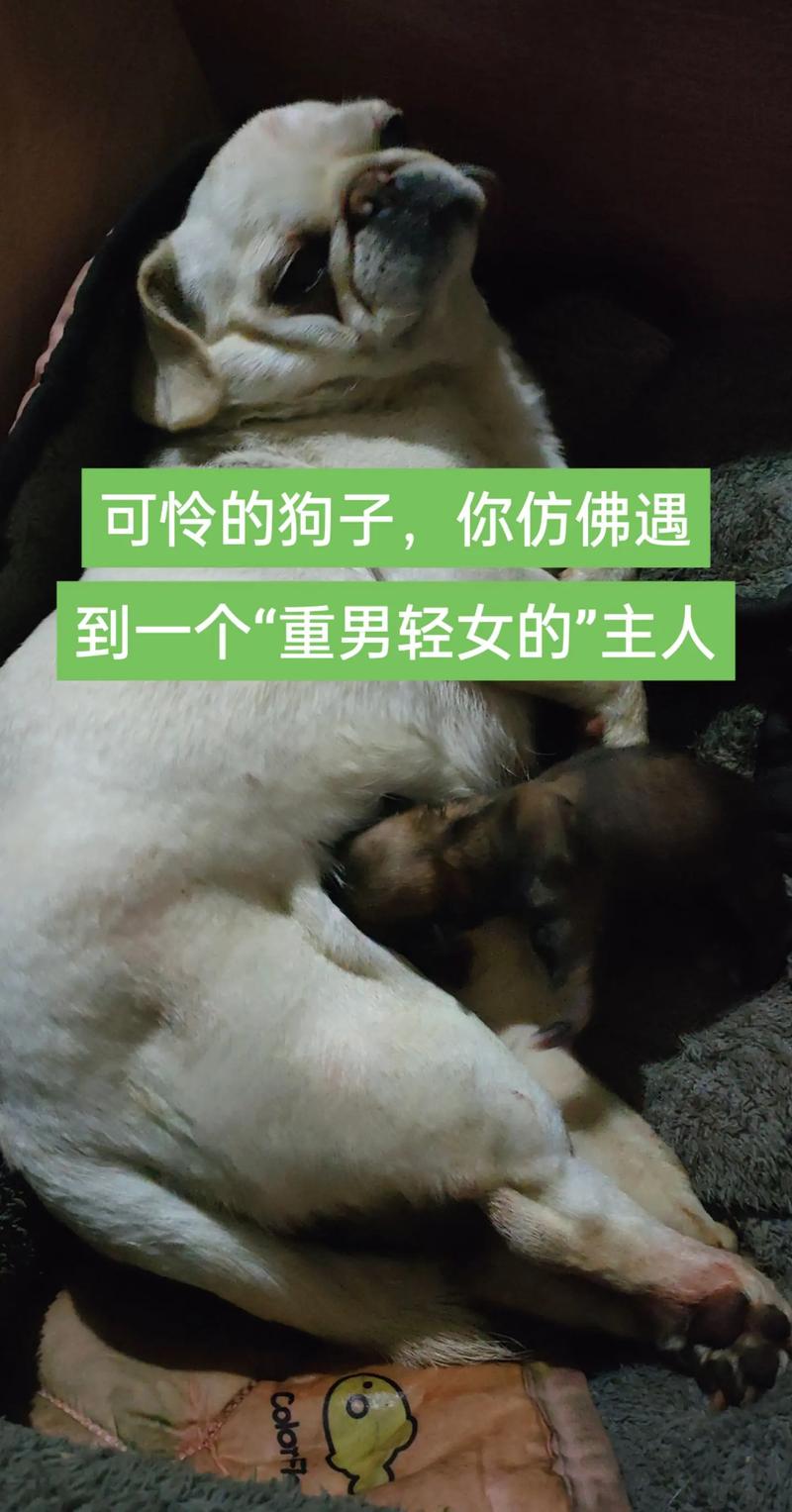 我的狗老公拉婆婆一起，网友：这是一种新奇的家庭模式！