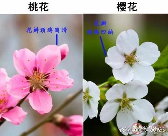 粉色水蜜桃和日本樱花区别