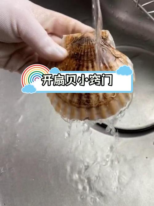 宝贝你的扇贝开了