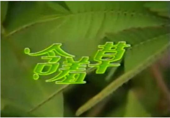 含羞草电视剧的背景故事