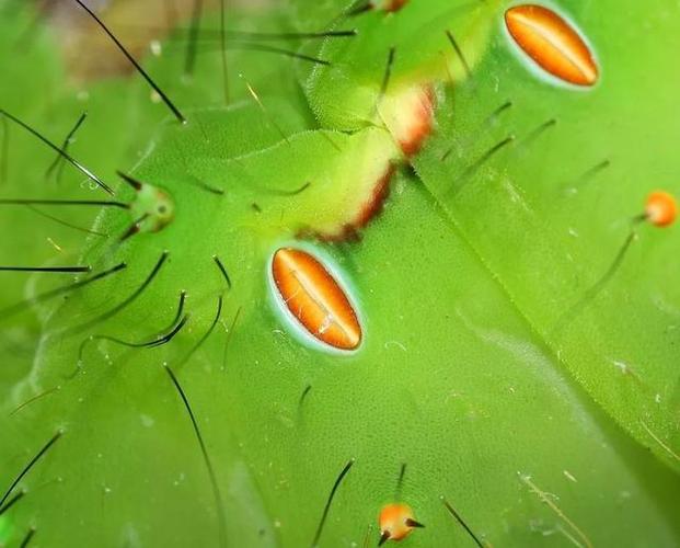 他的舌头探进蜜源毛毛虫