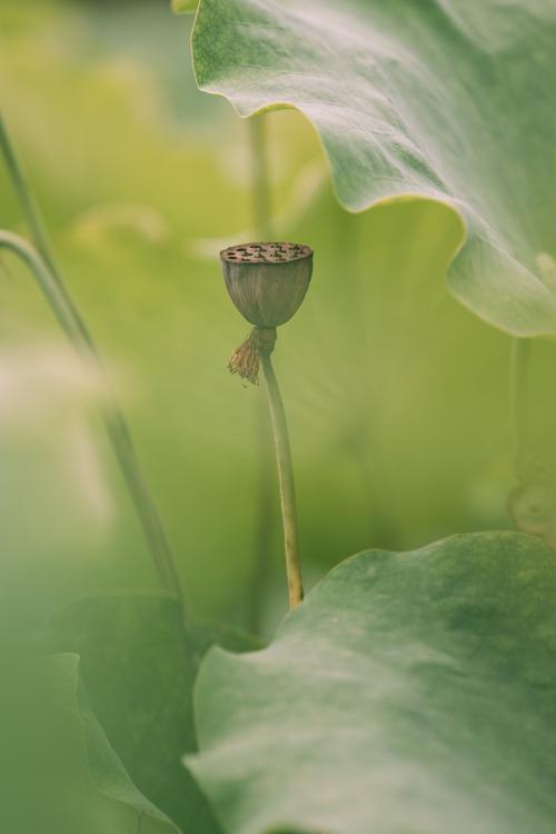 精彩纷呈的女儿的莲花免费观看第10集，带你畅游感人故事