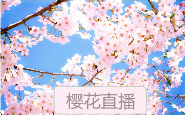 樱花直播APP，畅享实时互动的新体验